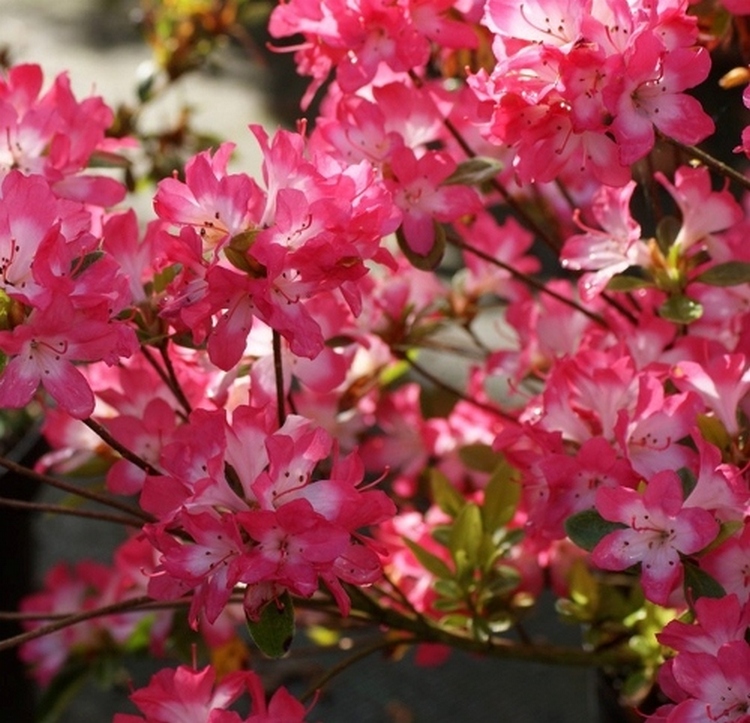 Azalija japoninė (Rhododendron / Japanese Azalea) 'IZUM NO MAI'